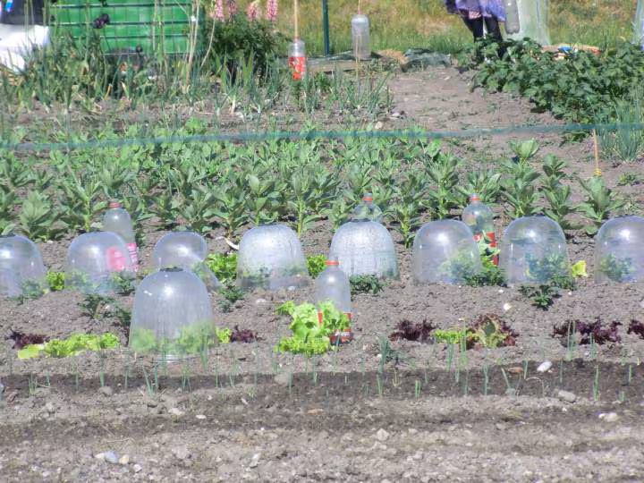 Mon jardin