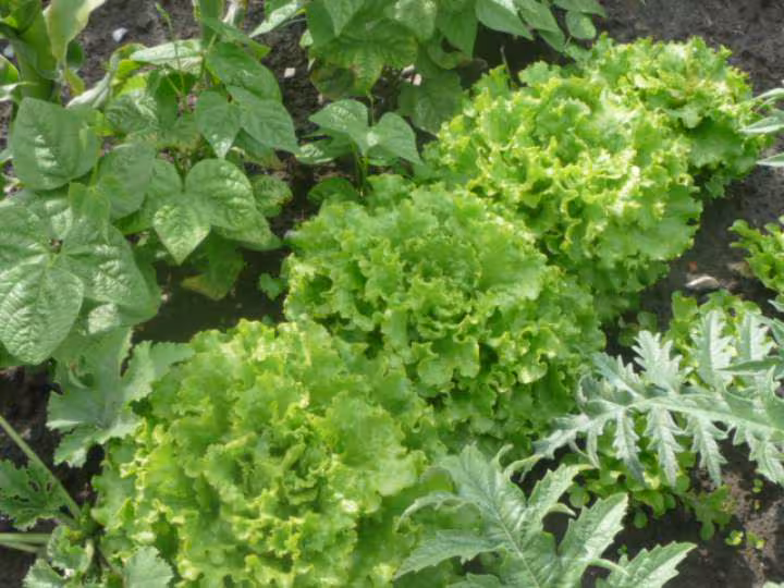 Mon jardin