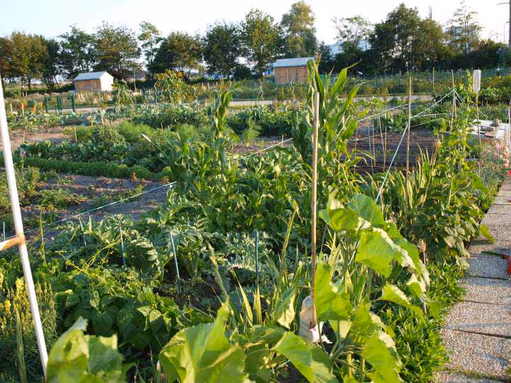 Mon jardin