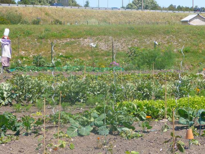 Mon jardin