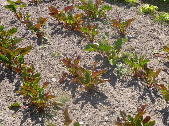 Mon potager