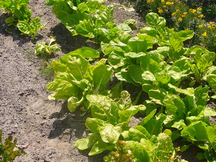 Mon potager