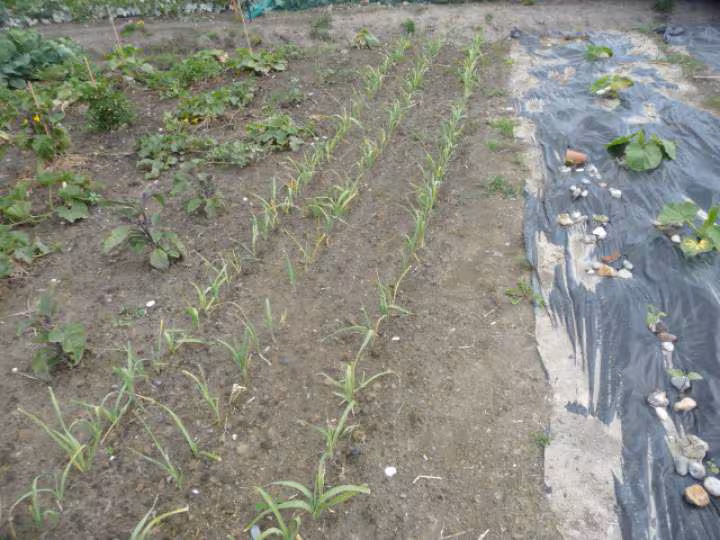 Mon potager