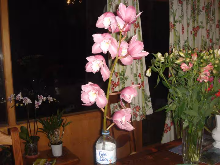 Cymbidium en branche