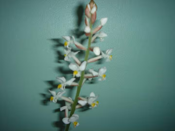 La fleur seule