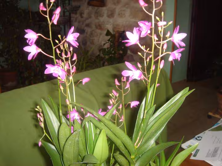 Orchidee 1