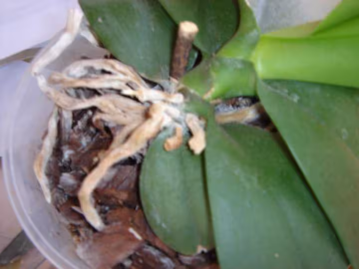 Phal paresseux
