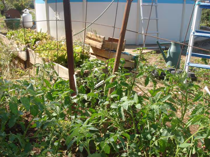 Tomates cerises et mystere