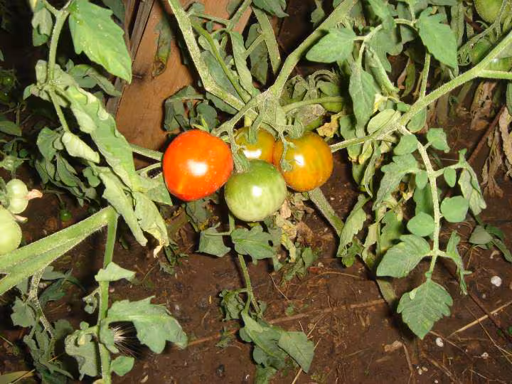 Tomates mystere