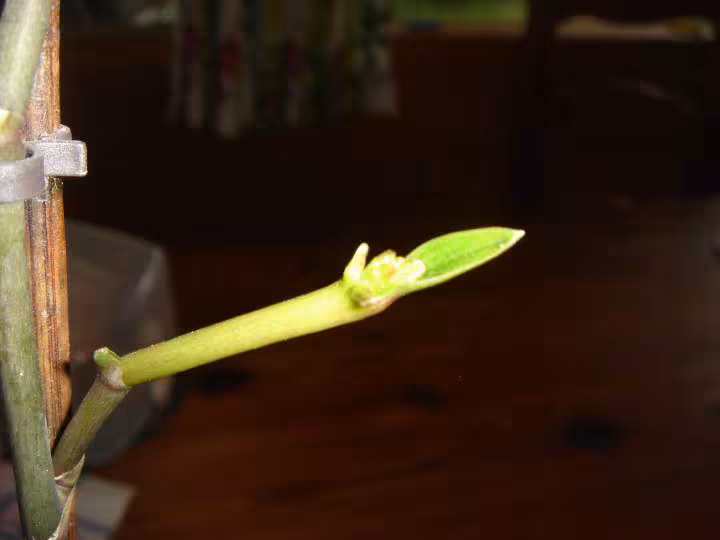 Un keiki