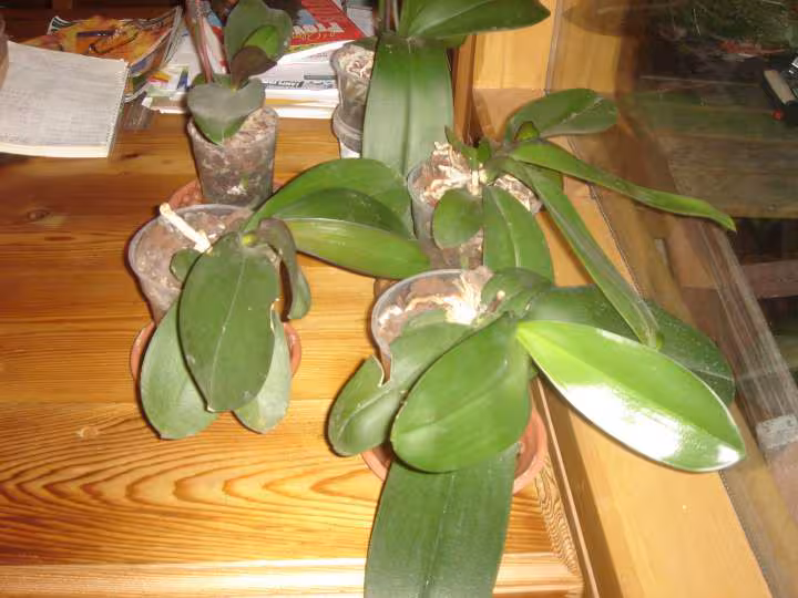 Vont elles fleurir