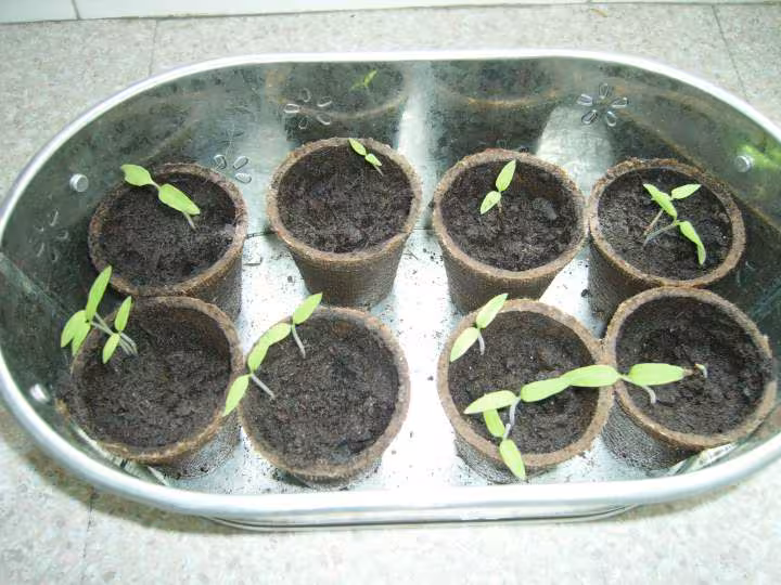 Tomates cerises