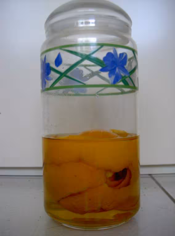 Vin d oranges 1 semaine de maceration