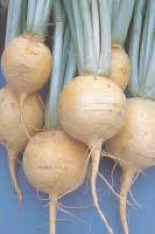 Navet jaune boule d or