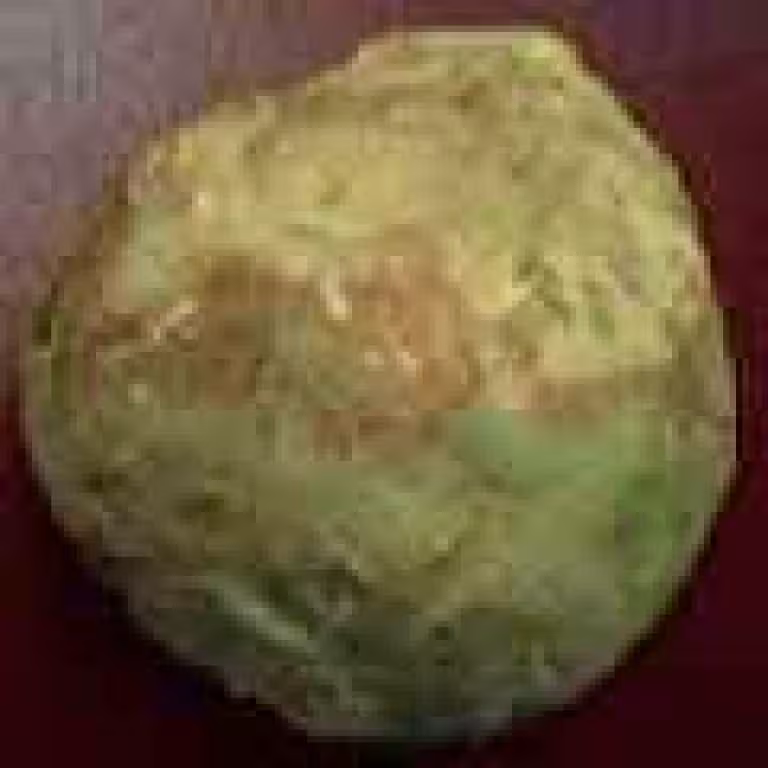 Rutabaga dite navet jaune