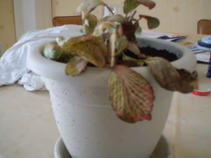 La plante