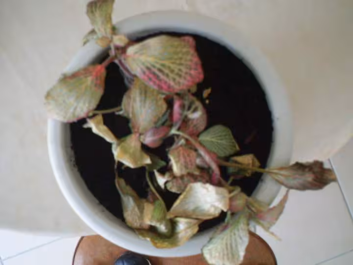 Ma plante