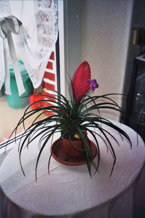 Tillandsia 1er floraison mai 2006