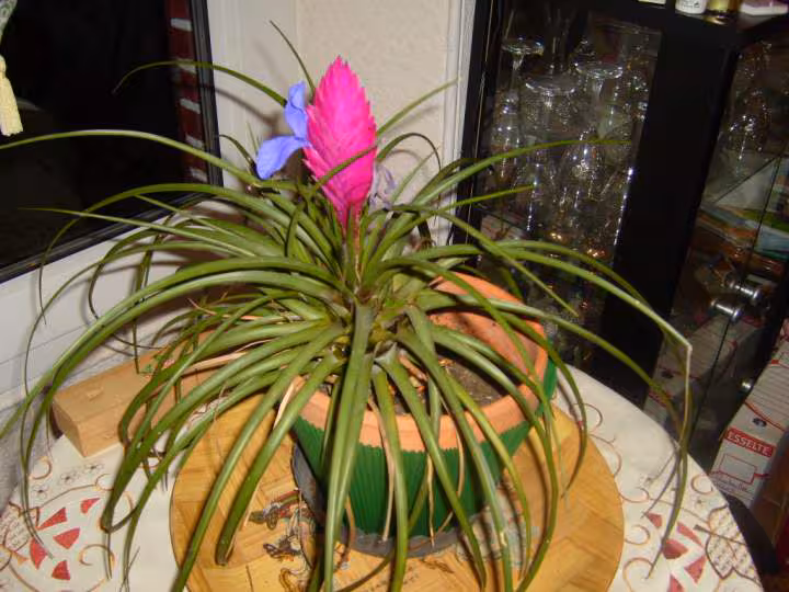 Tillandsia 2ieme floraison decembre 2007