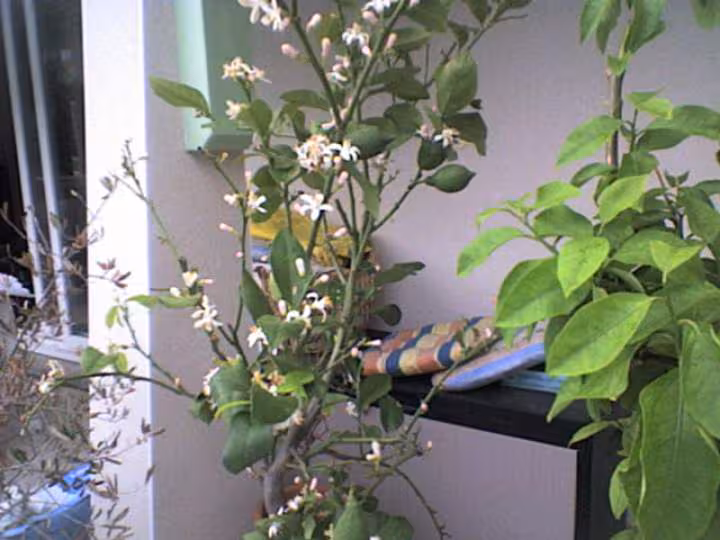 Citronnier