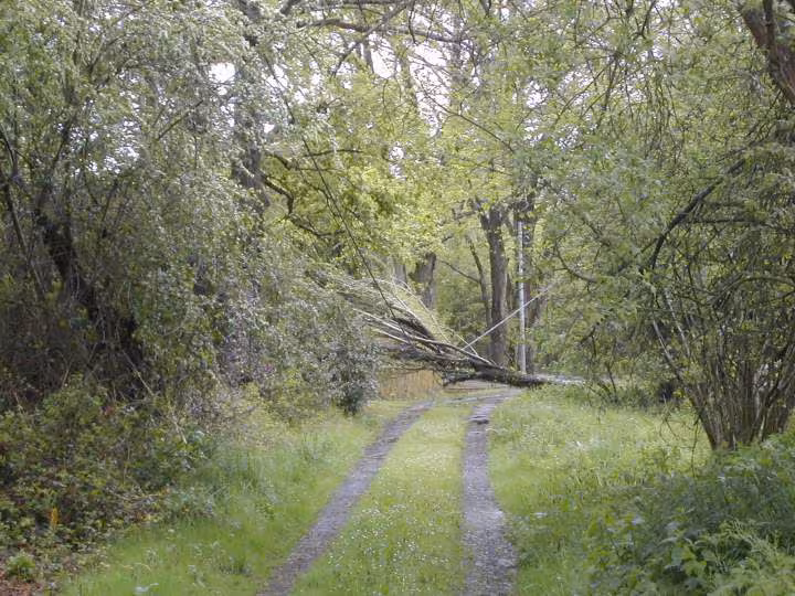 Arbre aujourdhui 29 4 2012