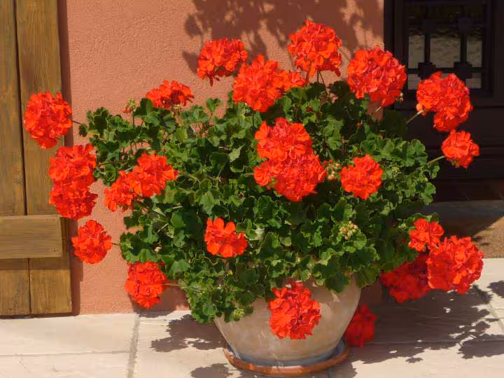 Geranium dee 5 ans