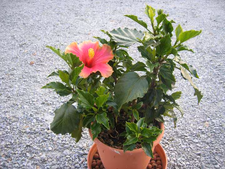 Hibiscus