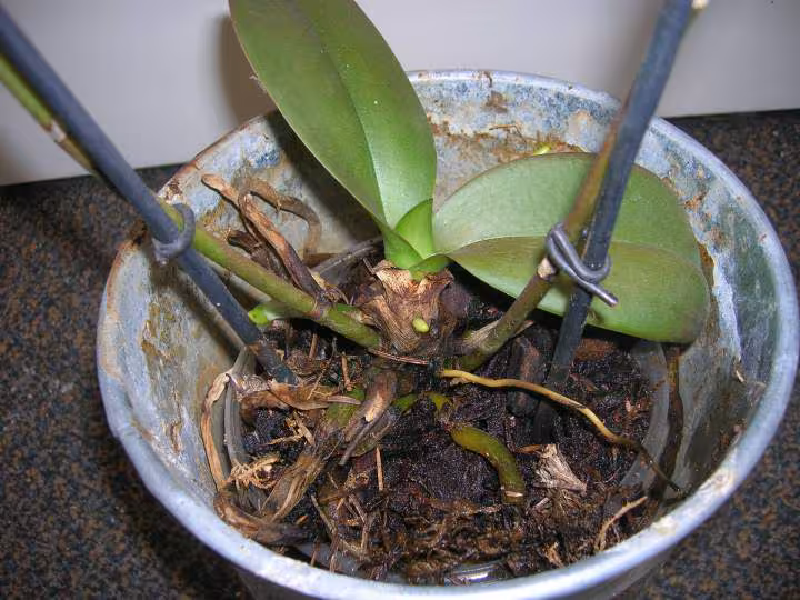 Orchidee 1