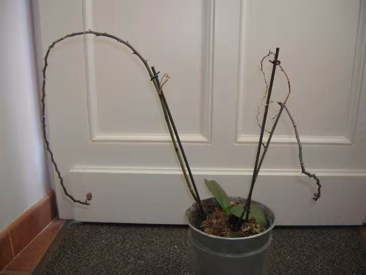 Orchidee 2