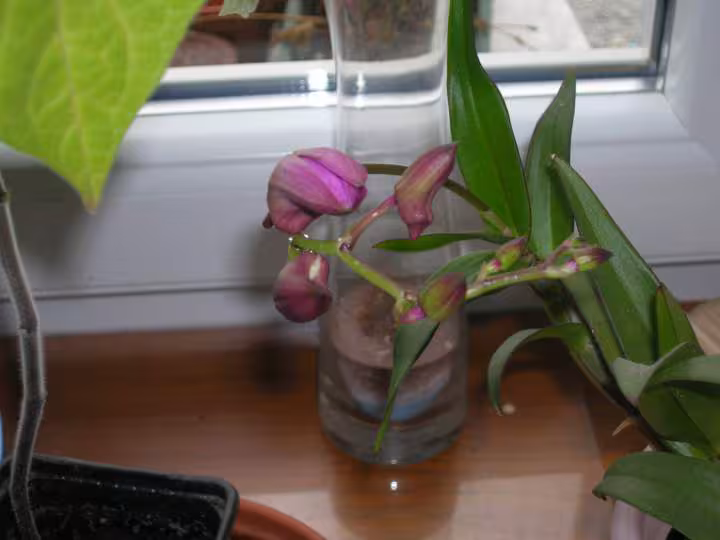 Orchidee dendrobium