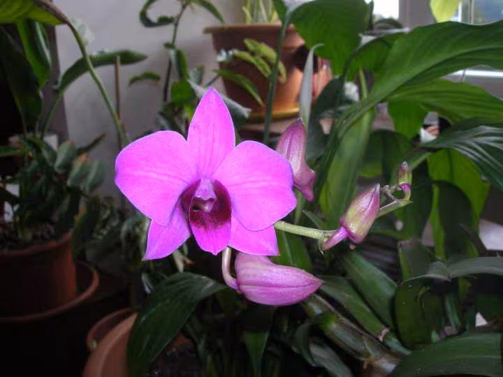 Orchidee dendrobium