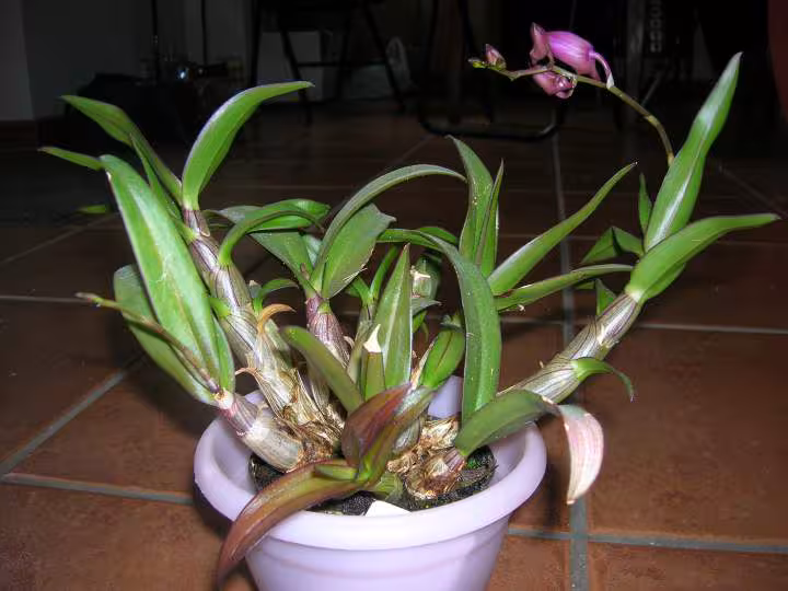 Orchidee dendrobium