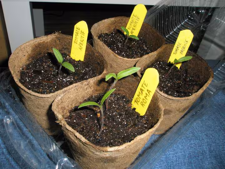 Tomates 16 mars