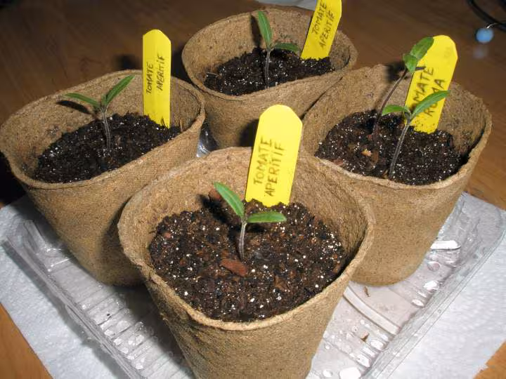 Tomates 1ere tournee 21 mars
