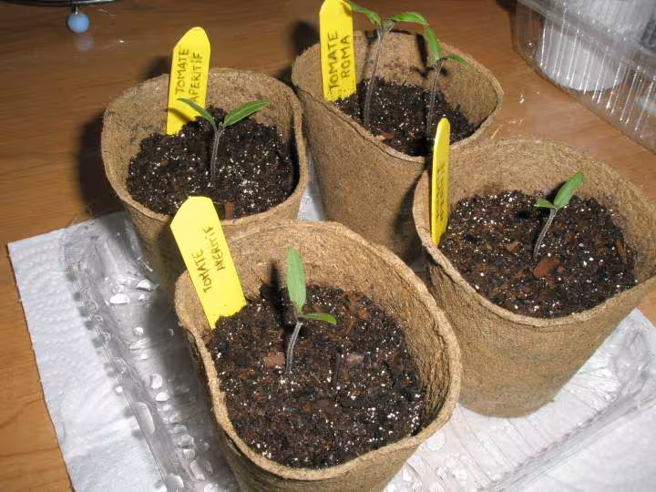 Tomates 1ere tournee 21 mars 2