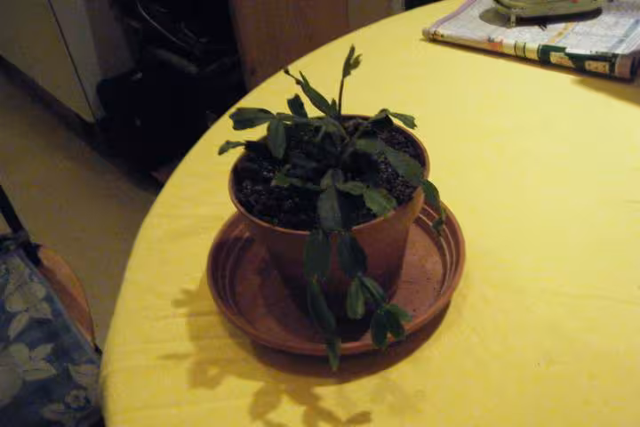 Cactus