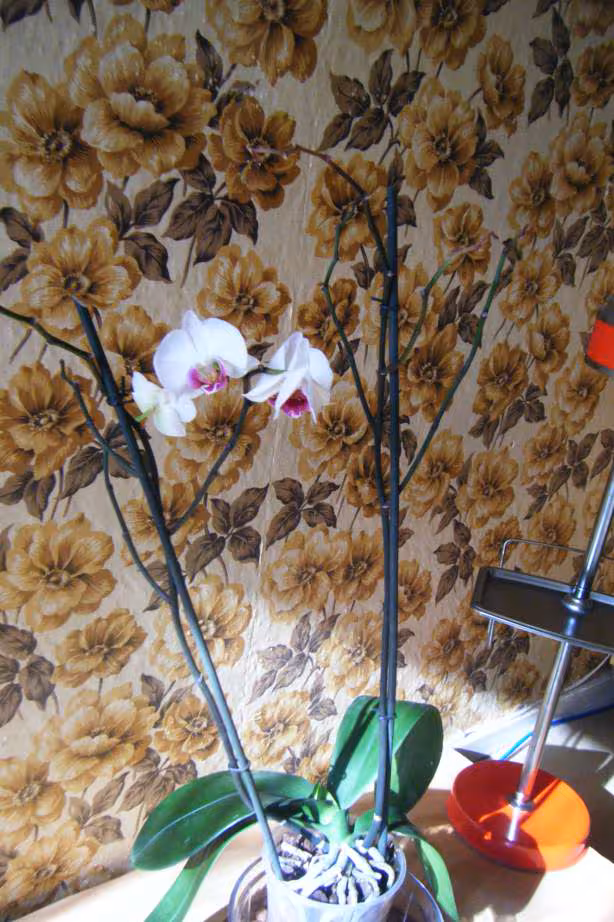 Orchidee