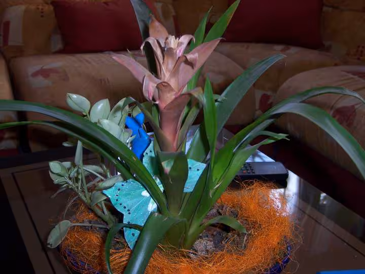 Ma plante