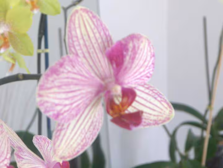Mes orchidees