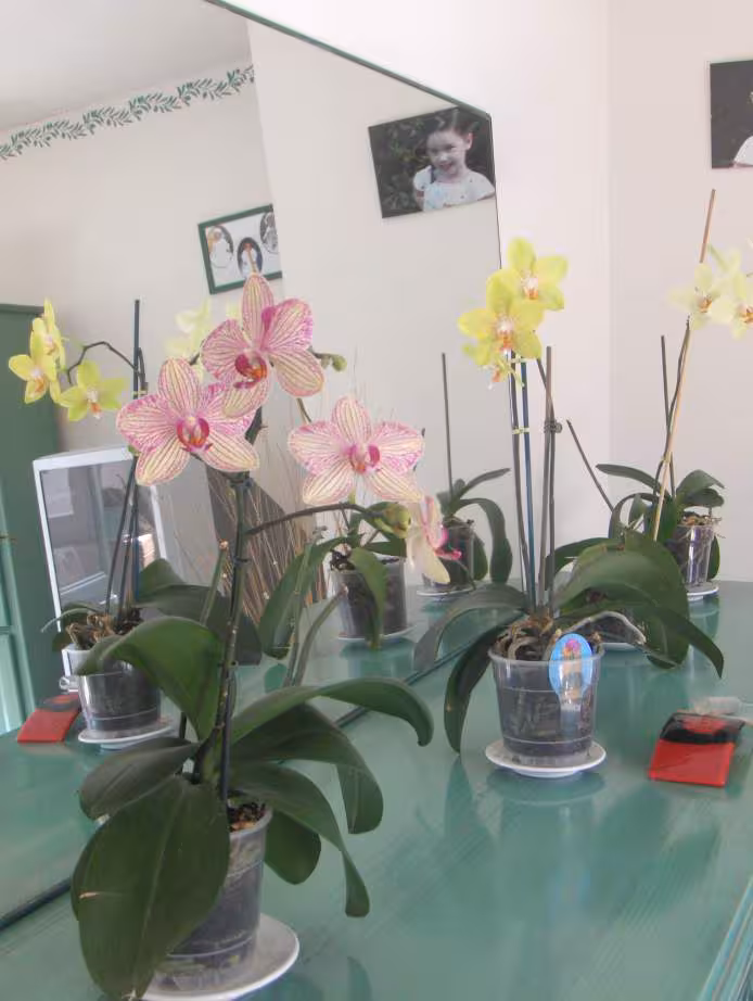Mes orchidees