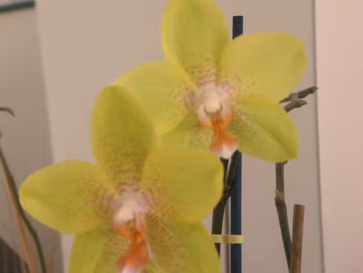 Mes orchidees