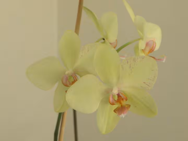 Mes orchidees