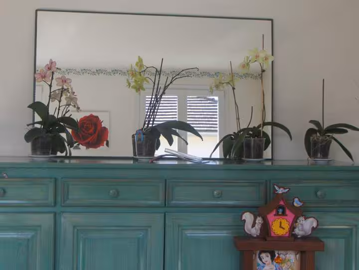 Mes orchides une partie