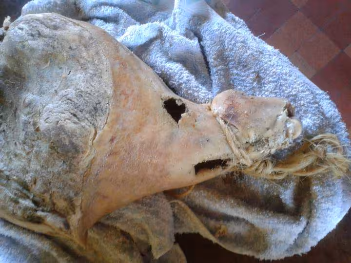 Degats du dermestre dans un jambon