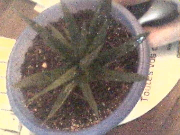 Aloe ou pas 2