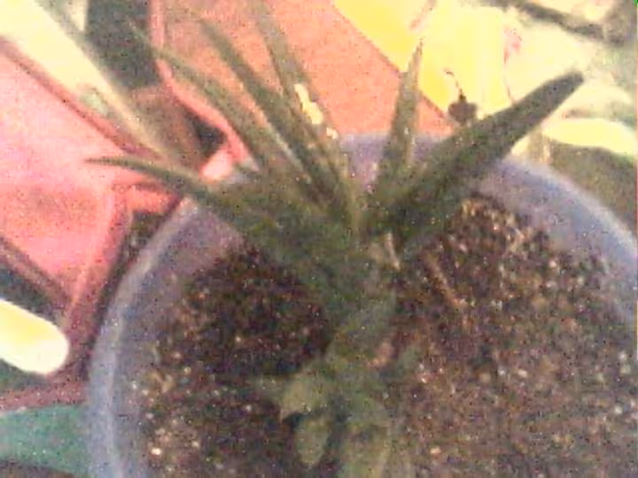 Aloe ou pas 3