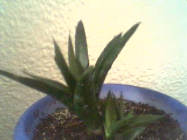 La plante en question