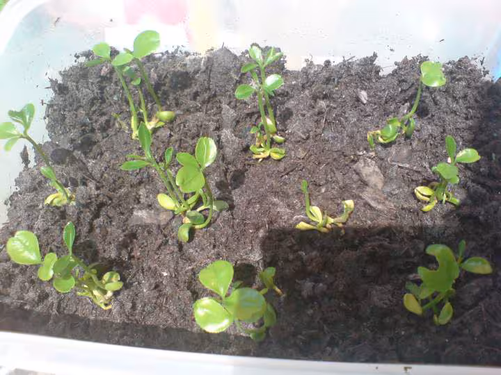040409 mandarines 1