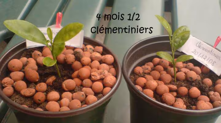 Clementiniers