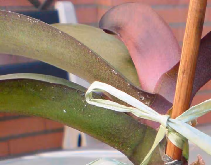 Honeydew sur une phal 2